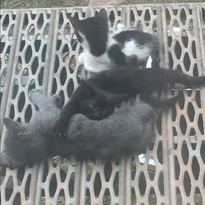 Meet your Posher, Addison